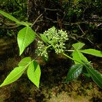 Ptelea trifoliataLeaf