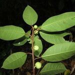 Ficus maxima Folha