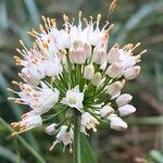 Allium ericetorum 花