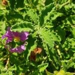 Cistus creticus Leaf