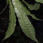 Anacardium spruceanum Leaf