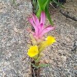Curcuma angustifolia Цвят