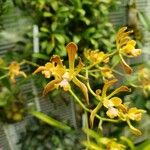 Encyclia alata പുഷ്പം