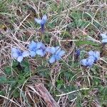 Gentiana sierrae Flower