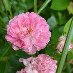Rosa × damascena Floare