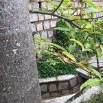 Adansonia za Rinde