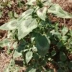 Amaranthus spinosus Blatt