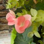 Begonia tuberhybrida Flower