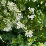 Cardamine asarifolia Fula