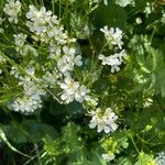 Cardamine asarifolia 花