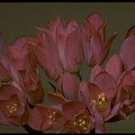 Allium dichlamydeum Beste bat