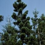 Araucaria cunninghamii Hábitos