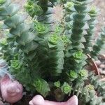 Crassula perforata Folha