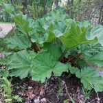 Rheum palmatum Likasa