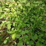 Stellaria apetala Foglia