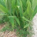 Hedychium coccineum Leaf