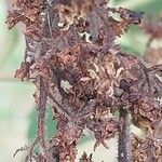 Rhus glabra Fruto