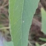 Austroeupatorium inulifolium Yaprak