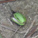 Cayaponia triangularis Plod