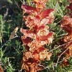 Orobanche alba花