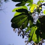 Pourouma bicolor Blad