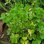 Oxalis stricta 叶