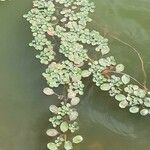 Ludwigia peploides Likasa