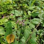 Silene flos-cuculi Flower