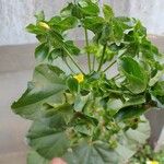 Malachra capitata Maua