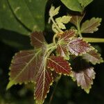 Cardiospermum grandiflorum Likasa