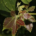 Cardiospermum grandiflorum Feuille