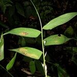 Lithachne pauciflora Leaf