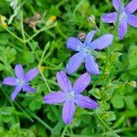 Triodanis perfoliata Flor