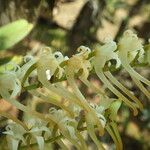 Cyrtorchis ringens Flower