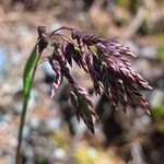 Poa alpina Blomma