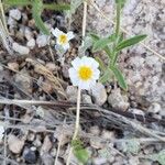 Melampodium leucanthum Кветка