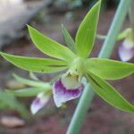 Eulophia euglossa Flower