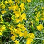 Genista lydia Lorea