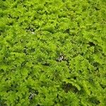 Azolla filiculoides Lapas