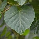 Ipomoea tiliacea Leaf