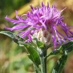 Centaurea jaceaফুল