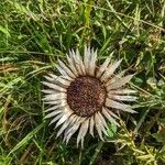 Carlina acaulisFloare