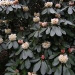 Rhododendron arizelum Habit