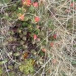 Castilleja nubigena Blüte