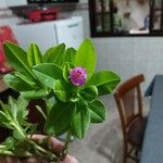 Talinum fruticosum Blomma
