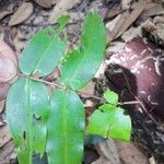 Mouriri nervosa Leaf