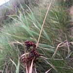 Juncus acutus Плод