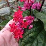 Clerodendrum × speciosumഇല