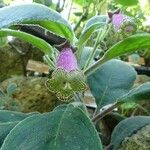 Kohleria warszewiczii Flor
