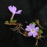 Primula reptans